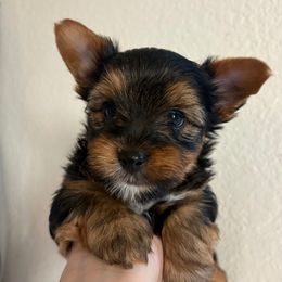 Vinny (orange collar) - Black and tan male Yorkshire Terrier puppy in Riverbank, California from Yorkie_Wonderland and Stud Services