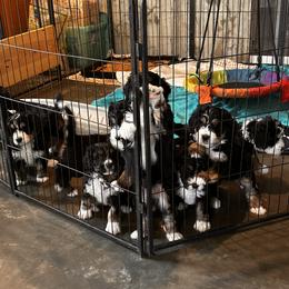 Bernedoodle puppies from Backwoods Bernedoodles