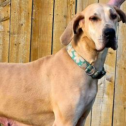 Brie - Great Dane
