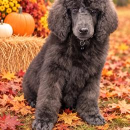 George Strait - Black male Poodle puppy in Lookout, California from Rossiter Poodles