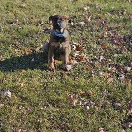 German Shepherd Puppies from Von Thomson Haus