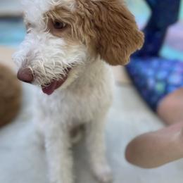 Goldendoodle Puppies from Aloha Sunset Doodles, LLC