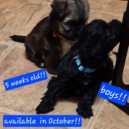 Boy 1 - Black and tan brindle male Havanese puppy in Manchester, Texas from Mimi's Havanese