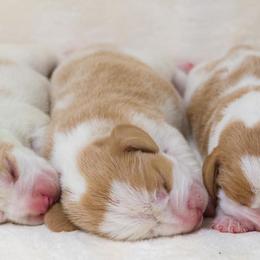 Beagle Puppies from BEARs Beagles