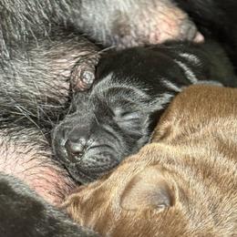 Orange Collar - Black male Labrador Retriever puppy in Somerset, California from Cantina Labs and Cavs