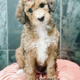 Jersey - Sable female Bernedoodle puppy in Pasco, Washington from Camp Doodle Woods