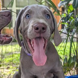 Boy 5 - Silver gray Weimaraner puppy in Jupiter, Florida from Khepri Weimaraners