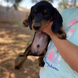 Dachshund Puppies from Yukon Mini Dachshunds