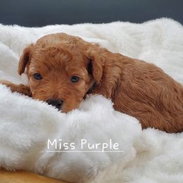 Girl 1 Miss Purple - Red  Poodle puppy in Leitchfield, Kentucky from Eveleigh Acres Puppies