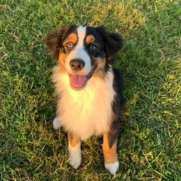 Australian Shepherds from Blue eyes over Texas aussies