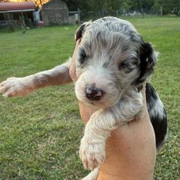 Georgia - Blue merle female Aussiedoodle puppy in Four Oaks, North Carolina from RoseWest Farms