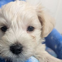 Miniature Schnauzers from Candi's Miniature Schnauzers