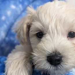 Miniature Schnauzers from Candi's Miniature Schnauzers