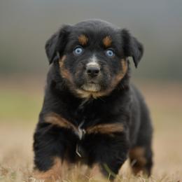 Marie - Black tri female Miniature Australian Shepherd puppy in Hartman, Arkansas from Southern Edition Aussies