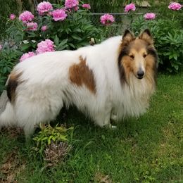 Ryder - Collie