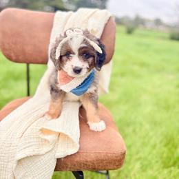 Gabby - Blue merle female Bernedoodle puppy in Buda, Illinois from Hamilton Farm Doodles