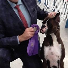 Boxers, French Bulldogs, and Tibetan Mastiffs from Hi Stand Boxers, Frenchies, & Tibetan Mastiffs