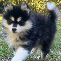 Tennessee Girl 1 - Black and white female Pomsky puppy in Monroe, Georgia from Beastly Beauties Huskies & Pomskies