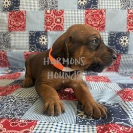 Orange Collar - Red male Redbone Coonhound puppy in Mount Pleasant, Texas from Harmons Hounds