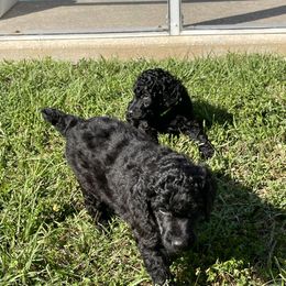 "Males Orange An Green collar" Poodle Puppies from Abbott Standard Poodles