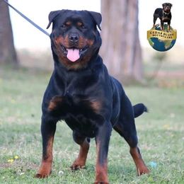 Cora - Rottweiler
