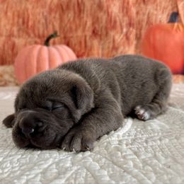 Kyle- BLUE BRINDLE - Gray brindle male Cane Corso puppy in Loogootee, Indiana from Walnut Creek Cane Corso