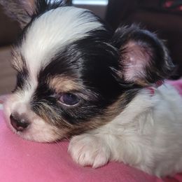 Boy 2 - White black and tan male Papillon puppy in Florida from Tammy's Papillon Playpen