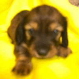 FiFi AKC full rights - Piebald female Dachshund puppy in Elizabethtown, Kentucky from Teeny Tiny Puppy Tails