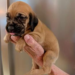 Boy 9 - Red male Bloodhound puppy in Paoli, Indiana from Houndsarunning Bloodhounds