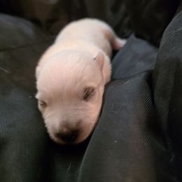 Girl 1 - Red speckled female Australian Cattle Dog puppy in Athens, Georgia from Tailwynd Kennels