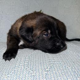 Grey Collar - Mahogany male Belgian Malinois puppy in Trenton, Georgia from Laeknir K9