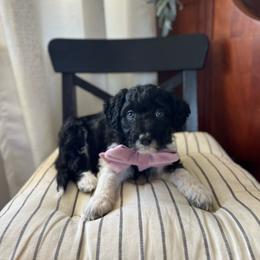 Angel Hair - White and black female Bordoodle puppy in Valley Center, California from Circle R Valley Bordoodls