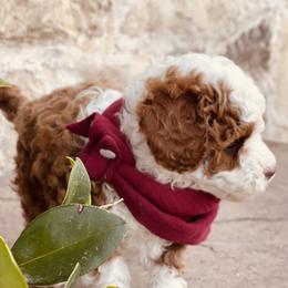 Goldendoodle and Poodle Puppies from Doodle Puppy Parti