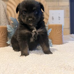 Luke - Black tri male Toy Australian Shepherd puppy in North Lakeport, California from Wild Rose Ranch