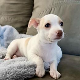 Maggie - Cream and white female Chihuahua puppy in Alvord, Texas from Gift of Gods Favor