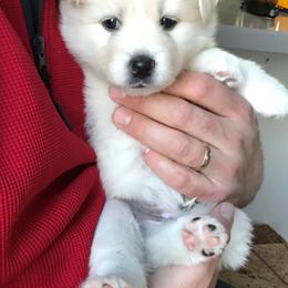 Bernedoodle and Pomsky Puppies from Cottonwood Pomskies and Bernedoodles