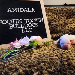 French Bulldog Puppies from Rootin' Tootin' Bulldogs, LLC