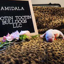 French Bulldog Puppies from Rootin' Tootin' Bulldogs, LLC