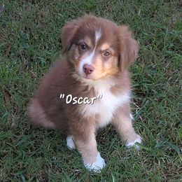 Oscar - male Miniature American Shepherd puppy in Waxhaw, North Carolina from Cane Creek Aussies