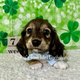 Boy two - Brindle male Dachshund puppy in Lakeland, Florida from Ruthie’s Rich Mini Dachshunds