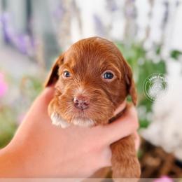 Journey - Red  female Goldendoodle puppy in Mahomet, Illinois from Jordan Family Doodles