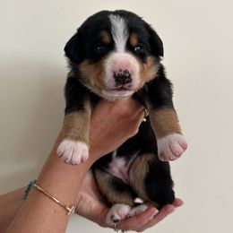 Denali - Black white and tan female Entlebucher Mountain Dog puppy in Poway, California from Mont Blanc