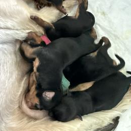 Yorkshire Terrier Puppies from Cash N Callie