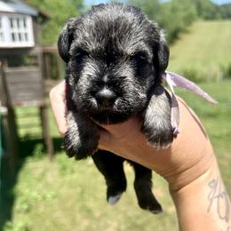 Light Purple Girl - Salt and pepper female Miniature Schnauzer puppy in Floyd, Virginia from Little River Puppies