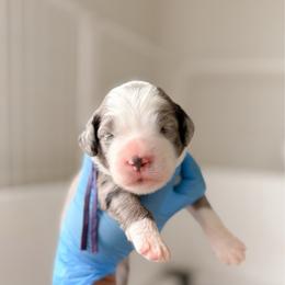Purple - Merle female Bernedoodle puppy in Cold Spring, Minnesota from A.N.A. Doodles