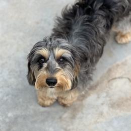Sapphire - Dachshund