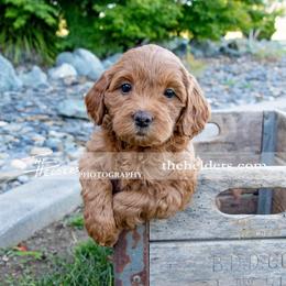 Goldendoodle and Labrador Retriever Puppies from BV Labs & Doodles