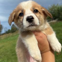 Glow - Red female Pembroke Welsh Corgi puppy in Delton, Michigan from CorGizmo