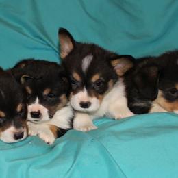 Miniature Australian Shepherd, Pembroke Welsh Corgi, and Yorkshire Terrier Puppies from Happy Tails