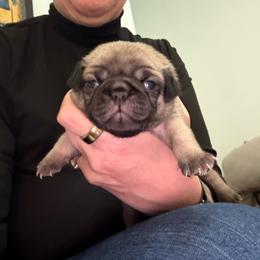 Galahad (Orange Collar) - Fawn male Pug puppy in Frisco, Texas from RD Pugs